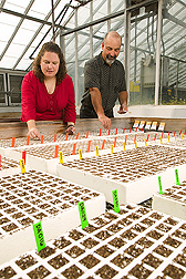 Photo: Research associate and geneticist plant a broccoli crop. Link to photo information