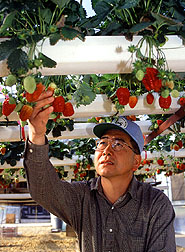 Photo: Horticultrist Fumiomi Takeda checks hydroponic strawberries. Link to photo information