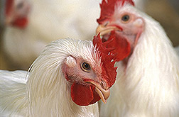 Photo: Two chickens. Link to photo information