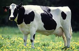 Photo: Dairy cow. Link to photo information