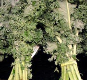 Photo: Two bunches of kale.