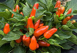 Photo: Tangerine Dream--a sweet, edible, ornamental pepper. Link to photo information