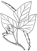 Botanical drawing of Vigna unguiculata