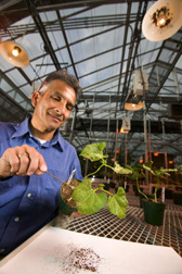 ARS plant pathologist collects spores of the pathogen that causes bean rust. Click here for full photo caption.