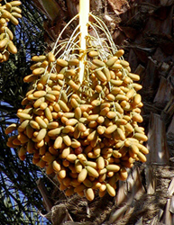 Photo: Clusters of ripening Deglet Noor dates hang from a tree. Link to photo information