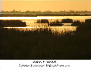 Marsh at sunset