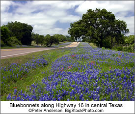 Bluebonnets along Texas highway