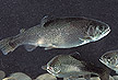 Healthy trout swim over rocks.