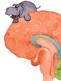 Hippo on brain