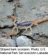 HealthDay news image for article titled: Scorpion Anti-Venom Speeds Children s  Recovery