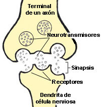 Una célula nerviosa