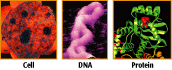 cell, DNA helix, and protein structure