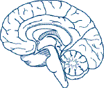 Brain