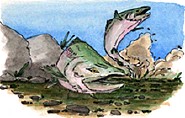 A watercolor drawing of two green and pink salmon leaping out of the water of a stream.  There are gray boulders along the banks of the stream.