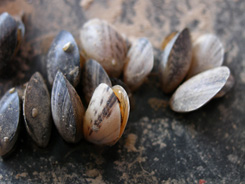 Zebra mussels (Dreissena polymorpha) in nearby Lake Mead