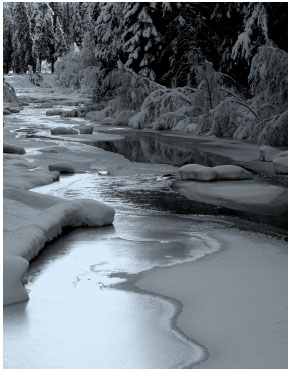 Snow covered wooded stream