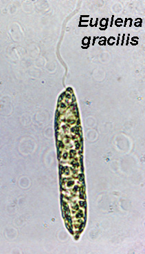 Euglena sp. Courtesy of Ohio University