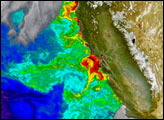 Phytoplankton off the Coast of California