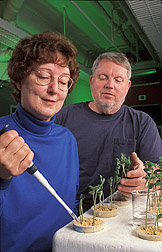 Physiologist observes as technician treats soybean plants with soybean cyst nematode eggs: Click here for full photo caption.