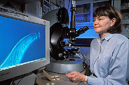Plant pathologist examines the head and neck of a nematode: Click here for full photo caption.