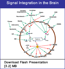 Link - Powerpoint presentation: Signal Integration in the Brain