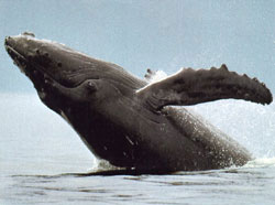 Humpback whale