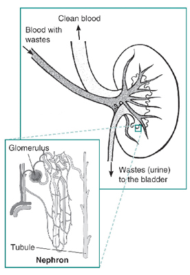 Drawing of a kidney. Labels show where blood with wastes enters the kidney, clean blood leaves the kidney, and wastes—urine—are sent to the bladder. An inset shows a microscopic view of a nephron. Labels point to the glomerulus and the tubule.