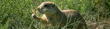 Gunnison's Prairie Dog