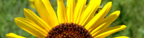Detail of sunflower found along the Santa Fe Trail