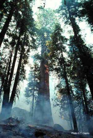Giant sequoia grove prescribed burn