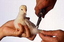 Photo: Immunizing chicks against coccidia. Link to photo information