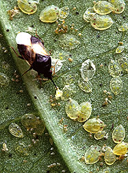 Photo: A tiny 'pirate' bug, Oris insidiosus, feeds on whitefly nymphs. Link to photo information