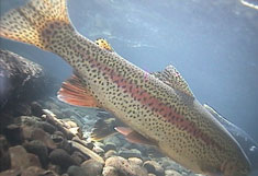 Rainbow trout swims along river bottom