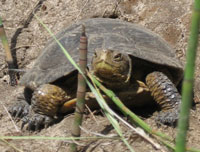 Turtle walks on dry land