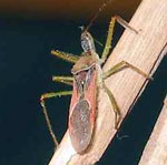 Orange bug climbs up a twig