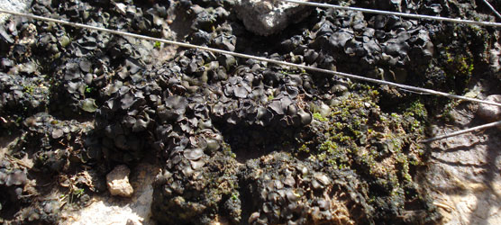 An example of the lichens that live on the soil surface in Carlsbad Caverns National Park. They can look dead until it rains.