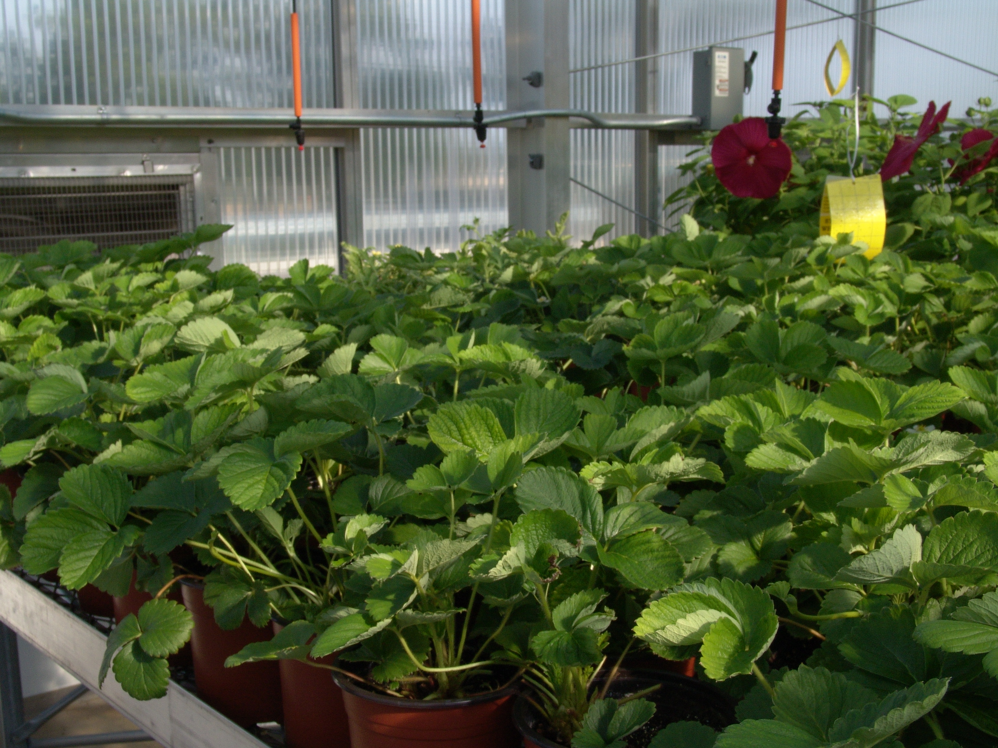 Interior view of one of the greenhouse bays