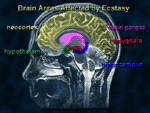 drawing of a human head with the brain sections highlighted