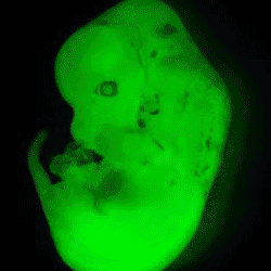 Animated GIF file of various transgenic images