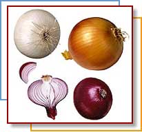Photo of onion varieties