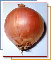 Photo of a whole onion