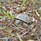 A Blanding's turtle hatchling walks through the grass on Camp Ripley, Minn. This turtle is a species of special concern in Minnesota.