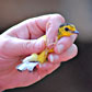 Birds on the map at Fort Jackson