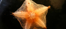 A sea star - Image credit, Bodil Bluhm and Katherine Iken, University of Alaska, Fairbanks