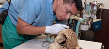 Dr. Carlos operating on a cheetah.