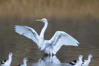 Egret. [Fish and Wildlife Service Photo]