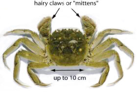 Mitten Crab.