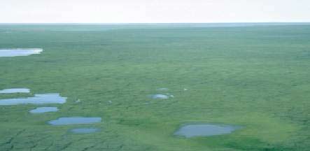 Typical view of the ANWR 
          1002 area coastal plain.