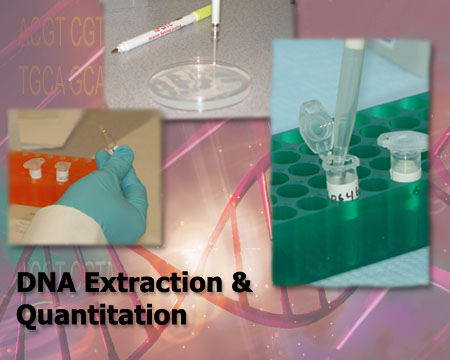 DNA Extraction and Quantitation Intro Image