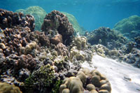A coral reef in the south Pacific.